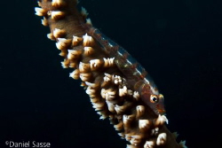 Coral Goby taken at Phi Phi Islands Marine National Park. by Daniel Sasse 
